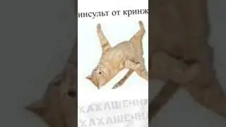 Мемы и мемы 