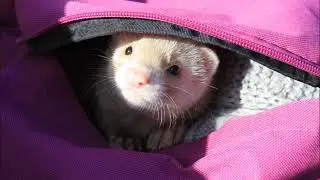 Ferretface
