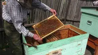 Купил пчелопакет.  Как расширить? Что подставить?