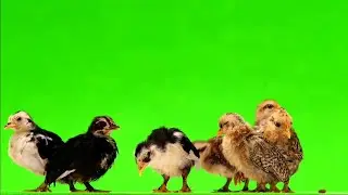 chicken Chicks pet animal green screen video effect HD