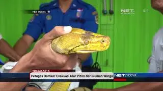 Penemuan Ular Piton Sepanjang 4 meter di Umbulharjo - NET YOGYA