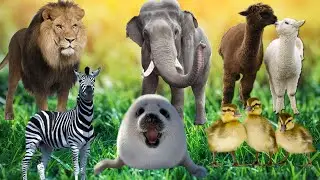 Animal Sounds - seal, llama, zebra, elephant, lion, duckling