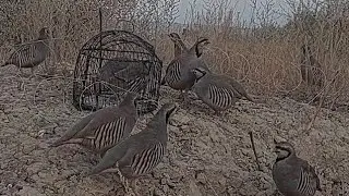 Охота на кеклики пакличка самарканд