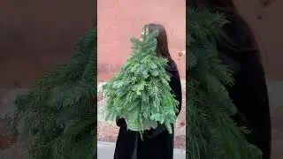 Купить Ель Из Нобилиса 