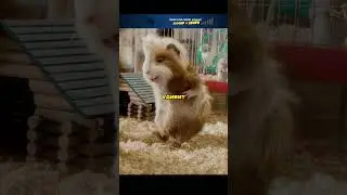 ХОМЯКИ ПРИТЕСНЯЮТ БЕДНОГО ХОРЬКА 😢