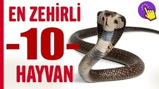 Dünyanın En Zehirli Hayvanları | Hayvanlar Alemi | Aklında Olsun