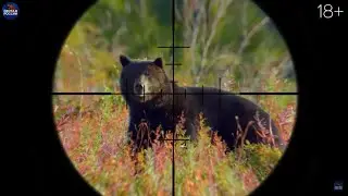 BEAR, MOOSE, Wild Boar, Copricort Hunting. Compilation of the best hunts