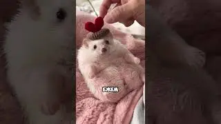 Ежик 🦔 САМЫЙ МИЛЫЙ ПИТОМЕЦ? 