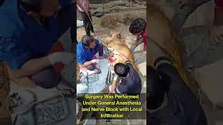 C-section in cow#Emphysema of fetus#Jalgaon jamod