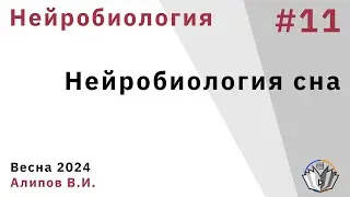 Нейробиология обучения 11. Нейробиология сна