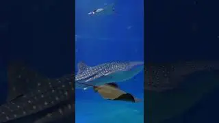 Fun Facts About Whale Sharks - Amazing Whale Shark Facts