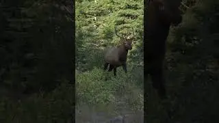 Insane Frontal Shot on Bull Elk 