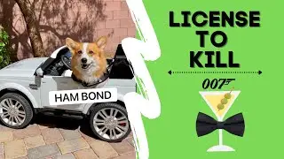 Dog Joins SECRET Government Agency! 
