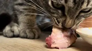 The $100,000 Cat ASMR Experience