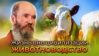 Жизнь вне цивилизации. Животноводство.