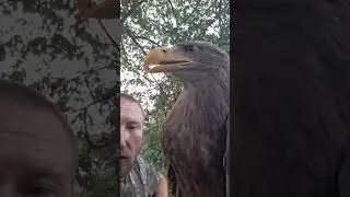 О последствиях свободного выгула ХП 😱😱😱 #орланбелохвост