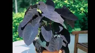 Black Leaf Elephant Ear Colocasia Esculenta ‘Black Magic’