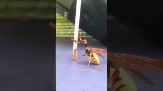 Насекомое с самым двусмысленным внешним видом.