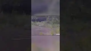 Крокодил Вцепился Буйволу в Ногу