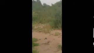 портал ProGorodNN.ru На нижегородском пляже поймали голого онаниста