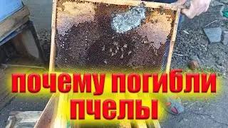Почему погибли пчелы зимой. Почему пчелы не перезимовали? Анализ погибшей семьи Клещ Варроа