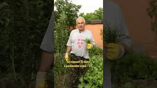 Секретная бабушкина подкормка для вашего огорода