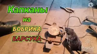 Капканы моего соседа!