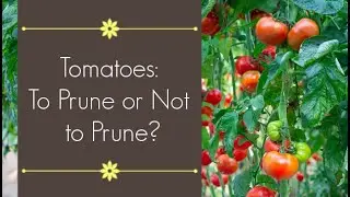 Pruning Big Boy Tomatoes | How and why