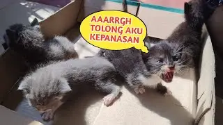CARA MENJEMUR ANAK KUCING YANG BENAR | KUCING LUCU