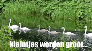 Zwanen met 4 jongen een half jaar oud