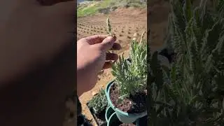 This lavender is called GoodWin Creek!  Hybrid of English & French Lavender.  Smell So good!