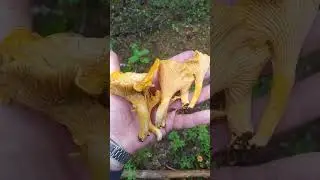 Лисички..