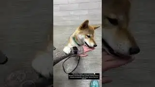 🤣 МАРТИ ВЫПОЛНЯЕТ КОМАНДУ ТУРНИК - СТОРИС ЭДИСОН МАЙНКРАФТ 