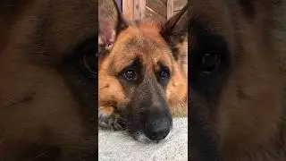 #немецкаяовчарка овчарка ждёт хозяина с работы!!
