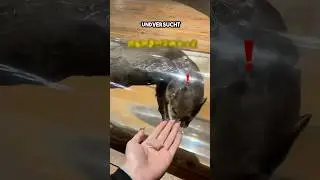 Diese Frau überrascht diesen Otter😳❤️