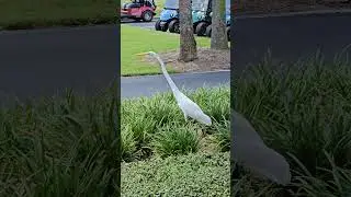 Beautiful Great White Egret