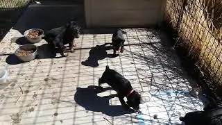 Puppy play time! They love being outside!