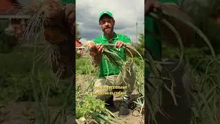 Как понять, что лук созрел?