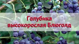 Голубика высокорослая Блюголд 🌿 Обзор: посадка и уход. саженцы голубики: описание и особенности