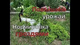 Виноград. Нормировка гроздьями виноградного куста .
