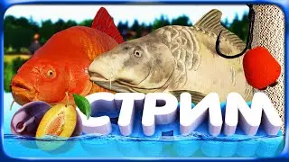 РР4 СТРИМ • Ночное путешествие на Янтарное озеро за Раздачей цветных карпов!