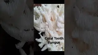 CORAL TOOTH & BEARS HEAD MUSHROOM- Edible and medicinal- I found the mother load