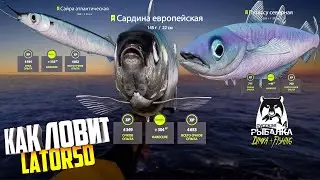 Русская рыбалка 4. 🎣🦈 Норвежское море 🐟🐟🐟💦 КАК ЛОВИТ LATORSO 👀
