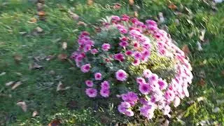 Первый день отдыха.Хризантемы цветут.