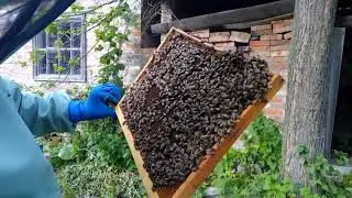 Эстафета : А ты покормил пчел?!