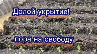 Делаю это сразу после всходов петунии!