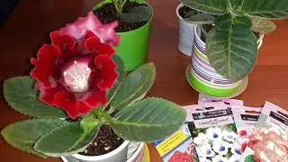 ГЛОКСИНИЯ ИЗ СЕМЯН , ПЕРВОЕ ЦВЕТЕНИЕ 🌹