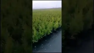 Туя Смарагд 40-60см
