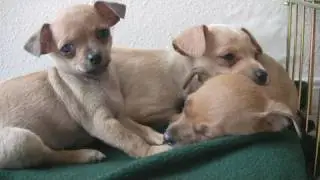 Chihuahua Puppies First Day Home (in HD)