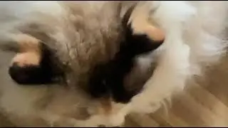 Meow #7